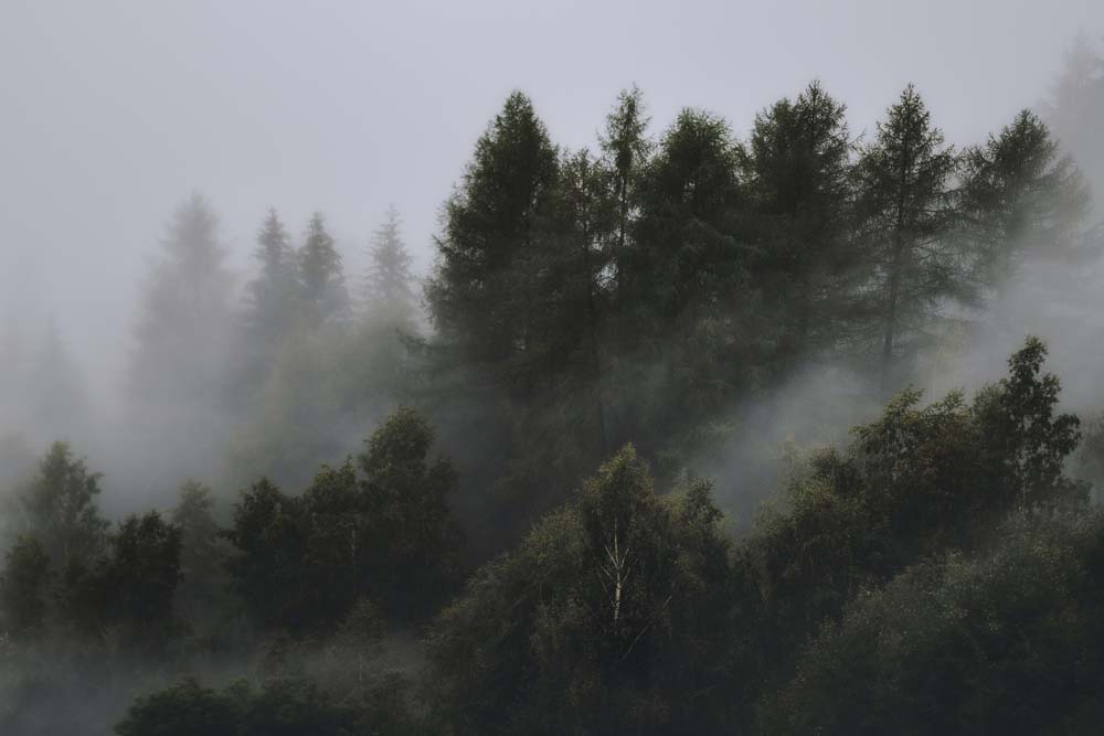 

Фотообои ArtSide Лес в тумане (209122044) Иней