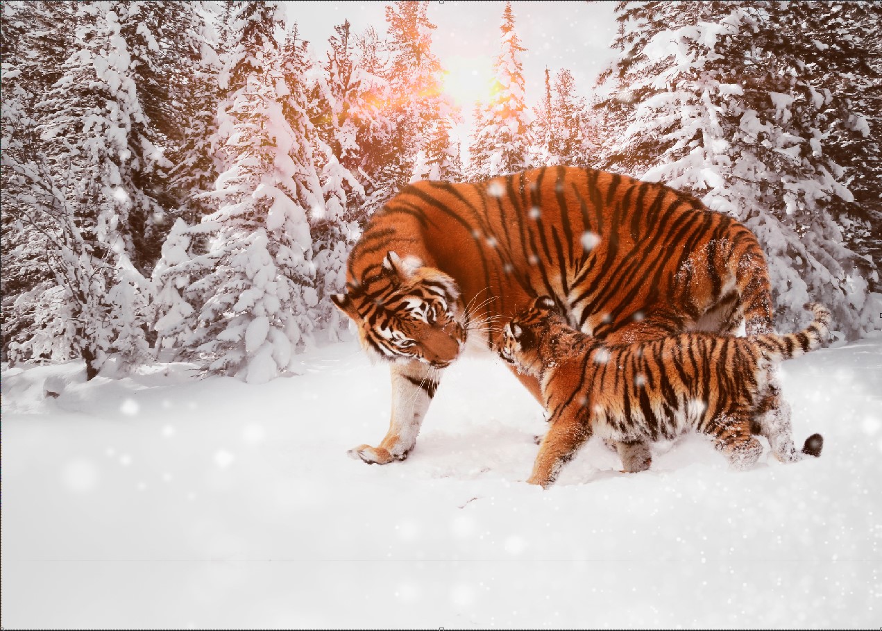 

Фотообои ArtSide Тигр и тигренок (1031220206) Аква