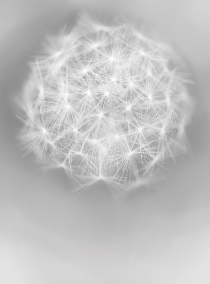 

Фотообои ArtSide Одуванчик (78381538_1) Глянец