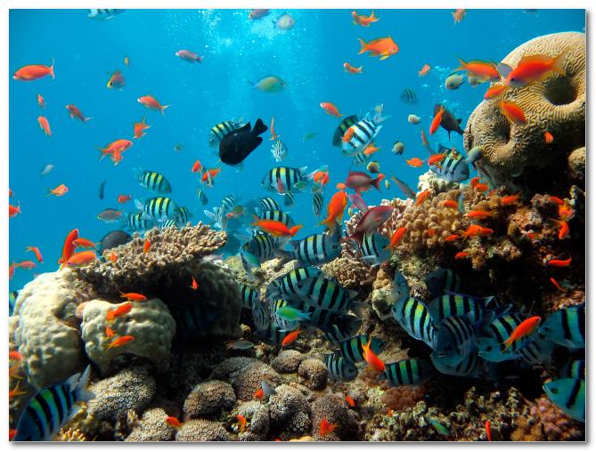 

Картина Арт-Холст Морские обитатели №0511 (50x70см)