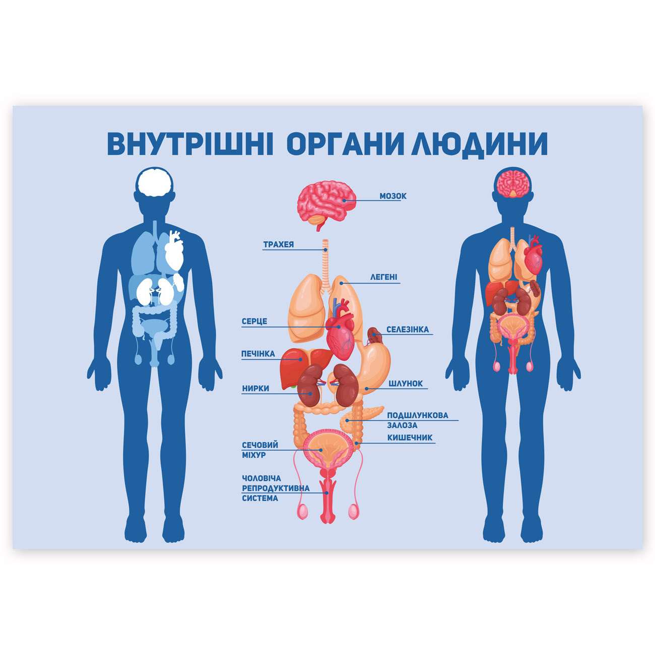 Плакат Внутрішні органи людини B.Day – фото, отзывы, характеристики в ...