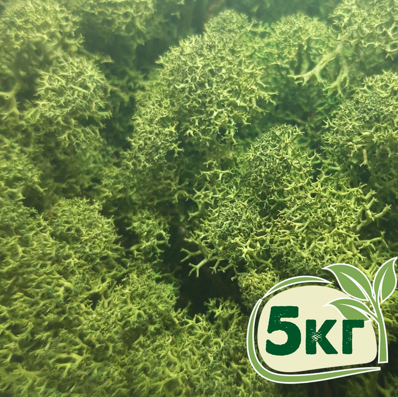 

Стабилизированный мох ягель Nordic moss Зеленый темный 5 кг