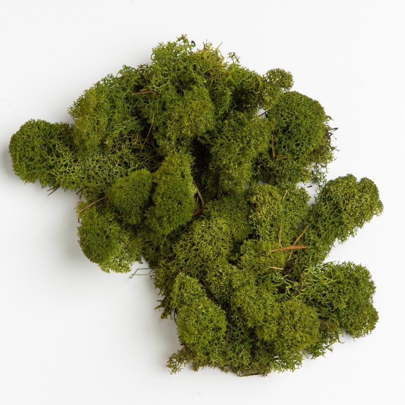 

Стабилизированный мох Green Ecco Moss Ягель Скандинавский Оливковый 1 кг