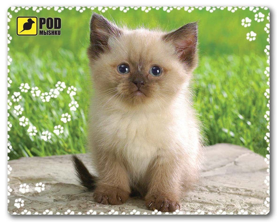 

Коврик для мыши Podmyshku Сиамский Котик