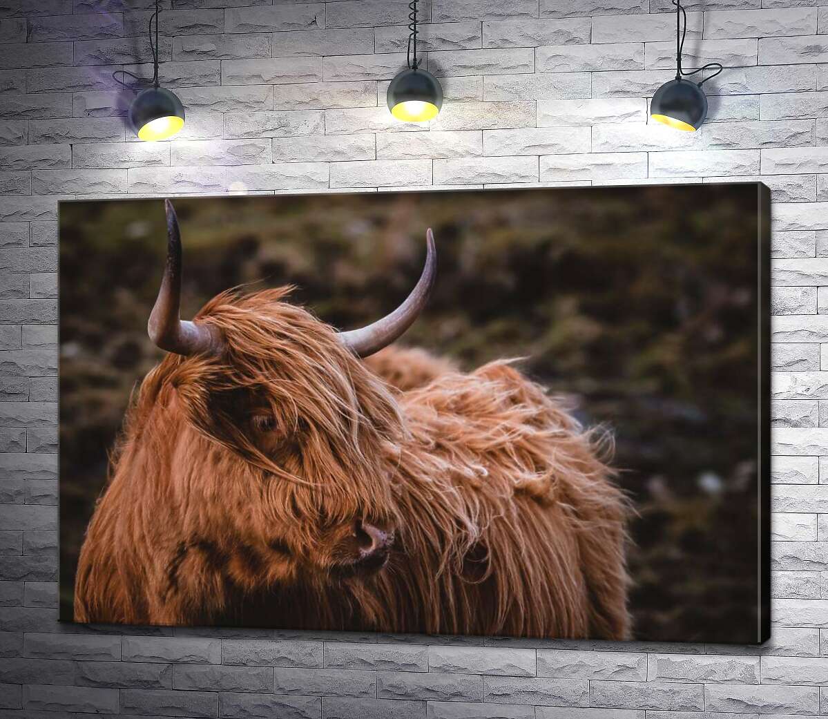 

Картина ArtPoster Мягкая шерсть шотландской коровы развевается на ветру 100x67 см Модуль №1