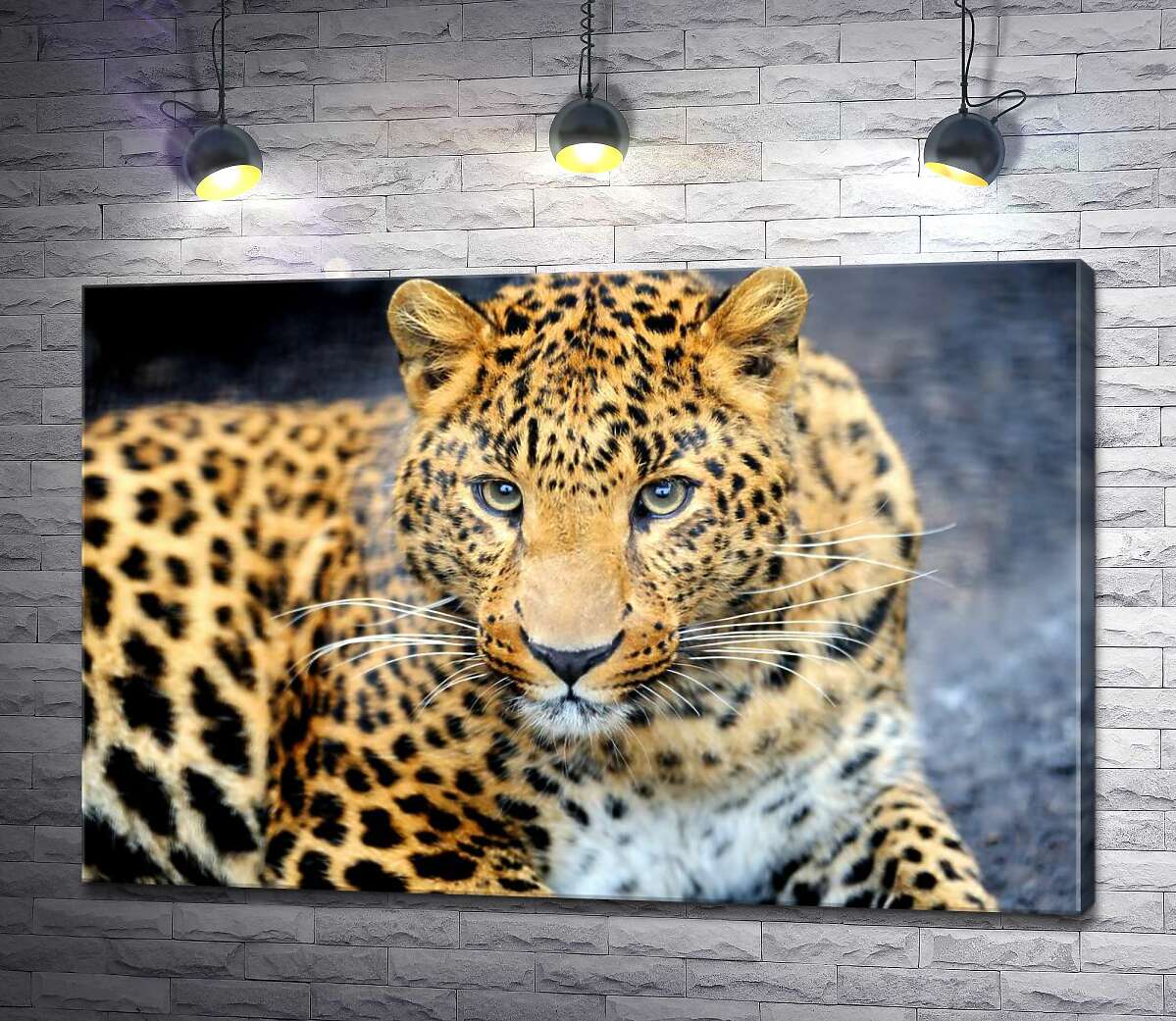 

Картина ArtPoster Хищный взгляд пятнистой кошки - леопарда 100x67 см Модуль №1
