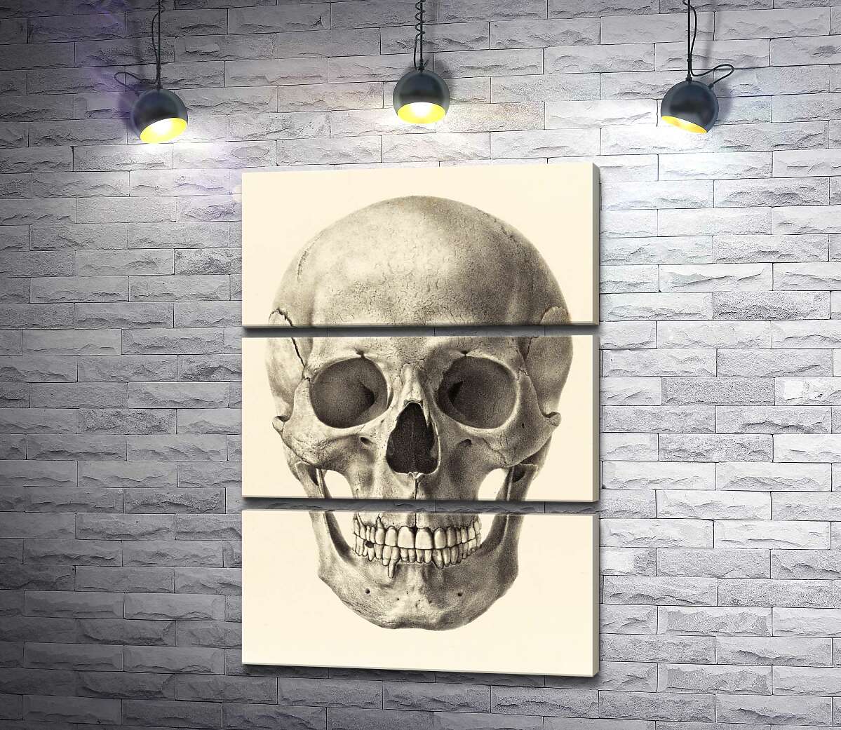 

Модульная картина ArtPoster Анатомия в деталях: череп человека 130x186 см Модуль №13