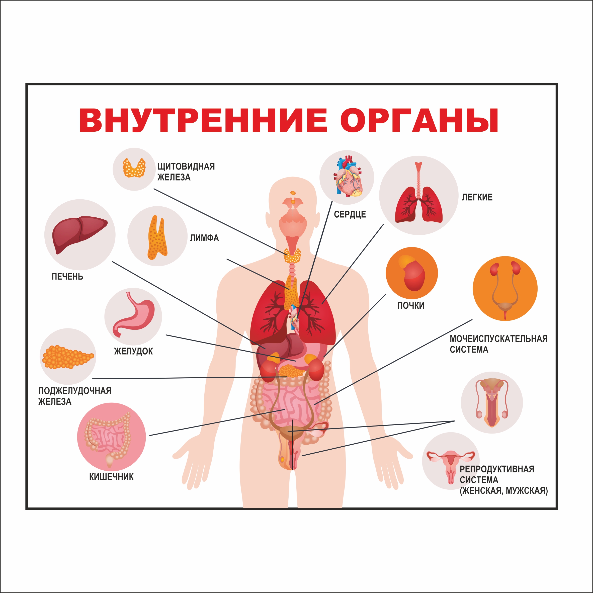 

Плакат Beauty Special “Внутренние органы” А0 (a8224c-12820-3)