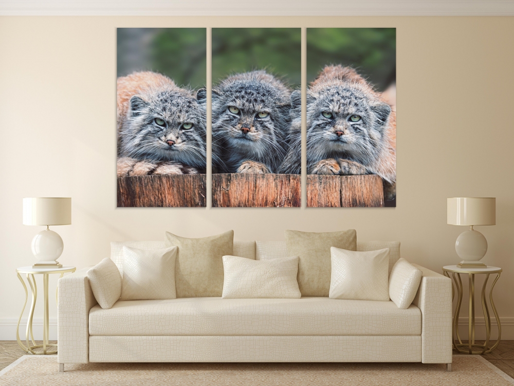 

Картина на холсте Модульные Модульная картина Кот Палласа (Otocolobus manul) 3 картины 45х90 см.