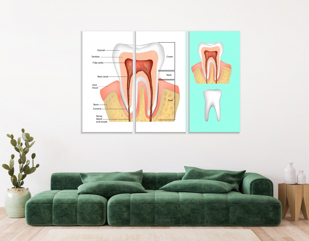 

Картина на холсте Модульные Модульная картина Tooth Structure 3 картины 45х90 см.
