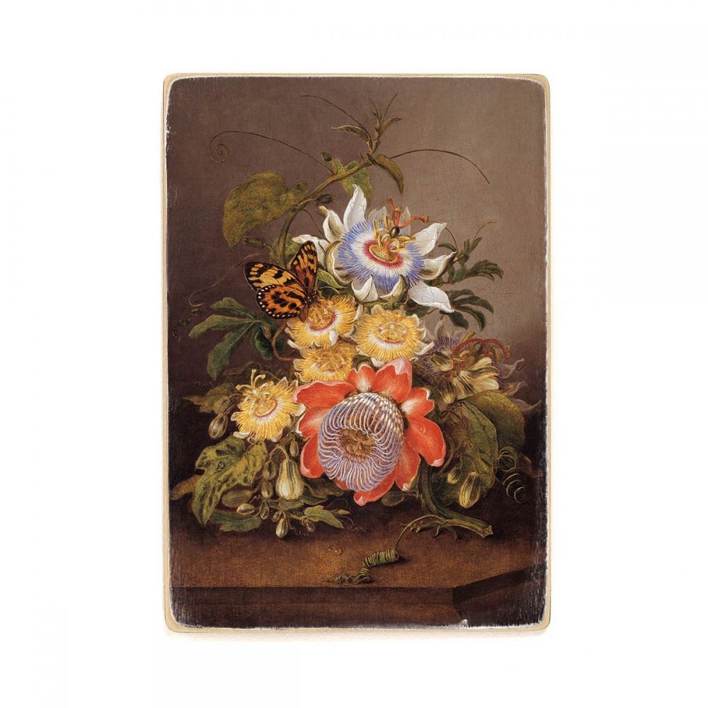 

Деревянный постер Искусство Ferdinand Bauer - Passionflowers А1