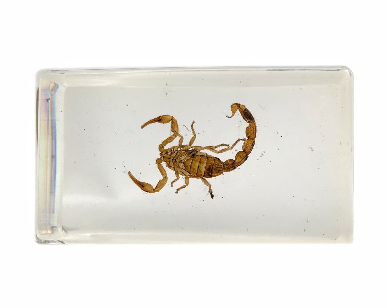 

Скорпион (внешнее строение, в прозрачном пластике) для кабинета биологии