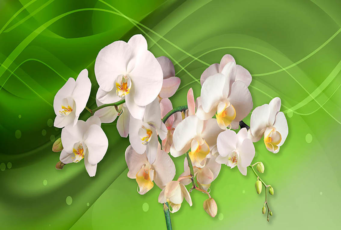 

Фотообои WS Wallpaper Орхидеи на зеленом форе 392*270 (31333) Флора