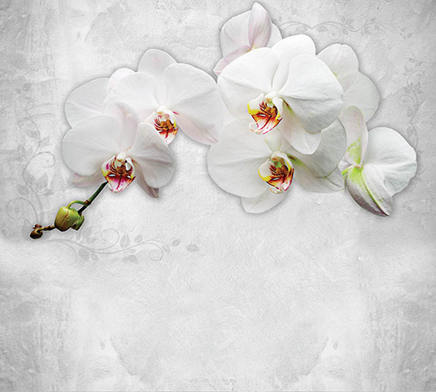 

Фотообои WS Wallpaper Орхидеи на стене 294*270 (31279) Песок