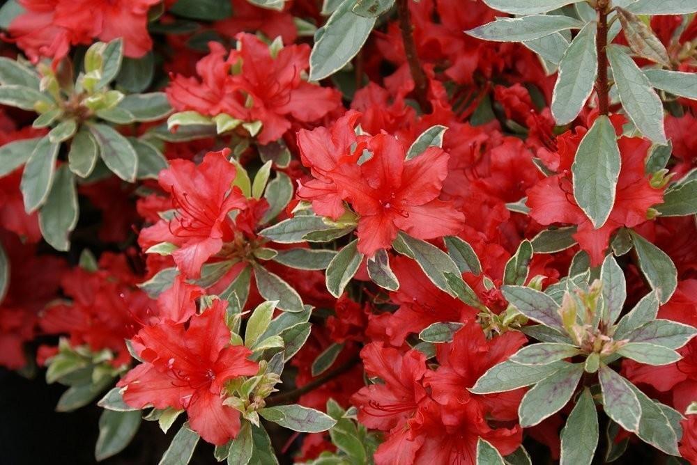 Рододендрон (Азалия) Хот Шот Вариегата / Rhododendron Variegata Hot ...