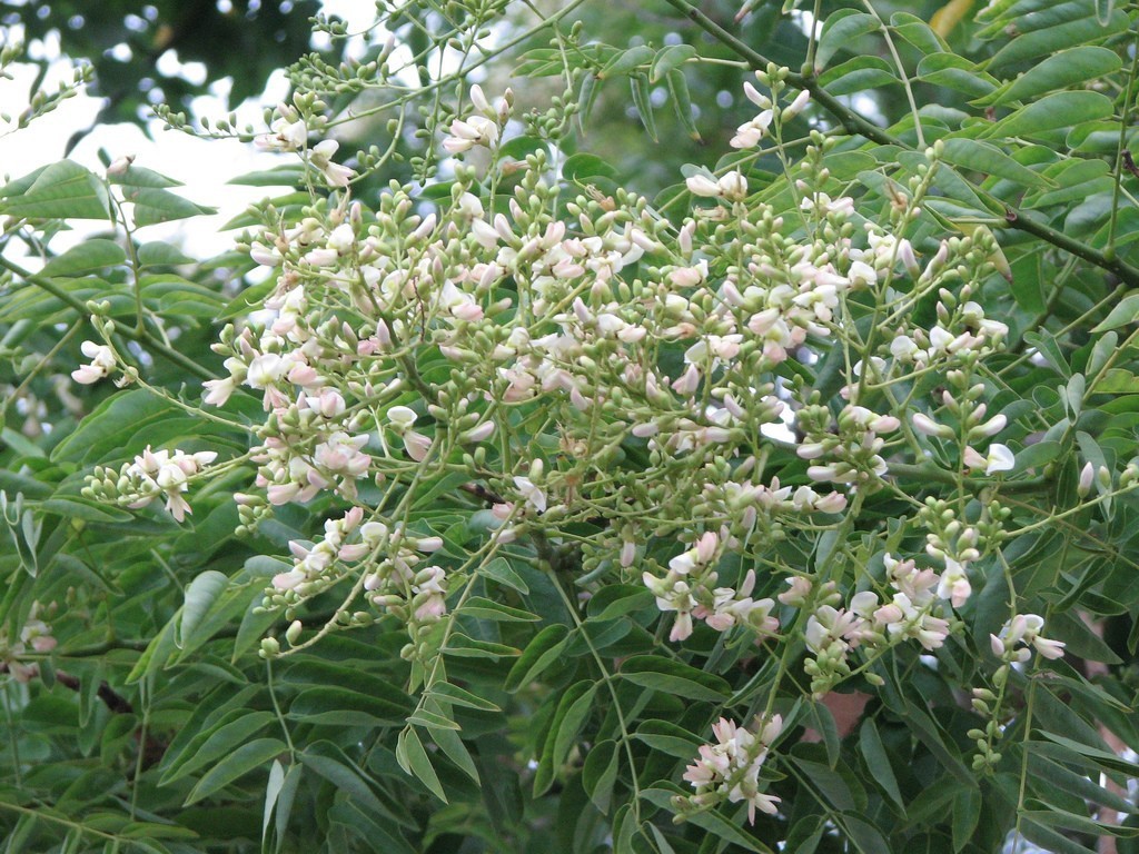 Софора японская семена (20 шт) (Styphnolobium japonicum) стифнолобий  японская акация медонос – фото, отзывы, характеристики в интернет-магазине  ROZETKA от продавца: RS sad | Купить в Украине: Киеве, Харькове, Днепре,  Одессе, Запорожье, Львове