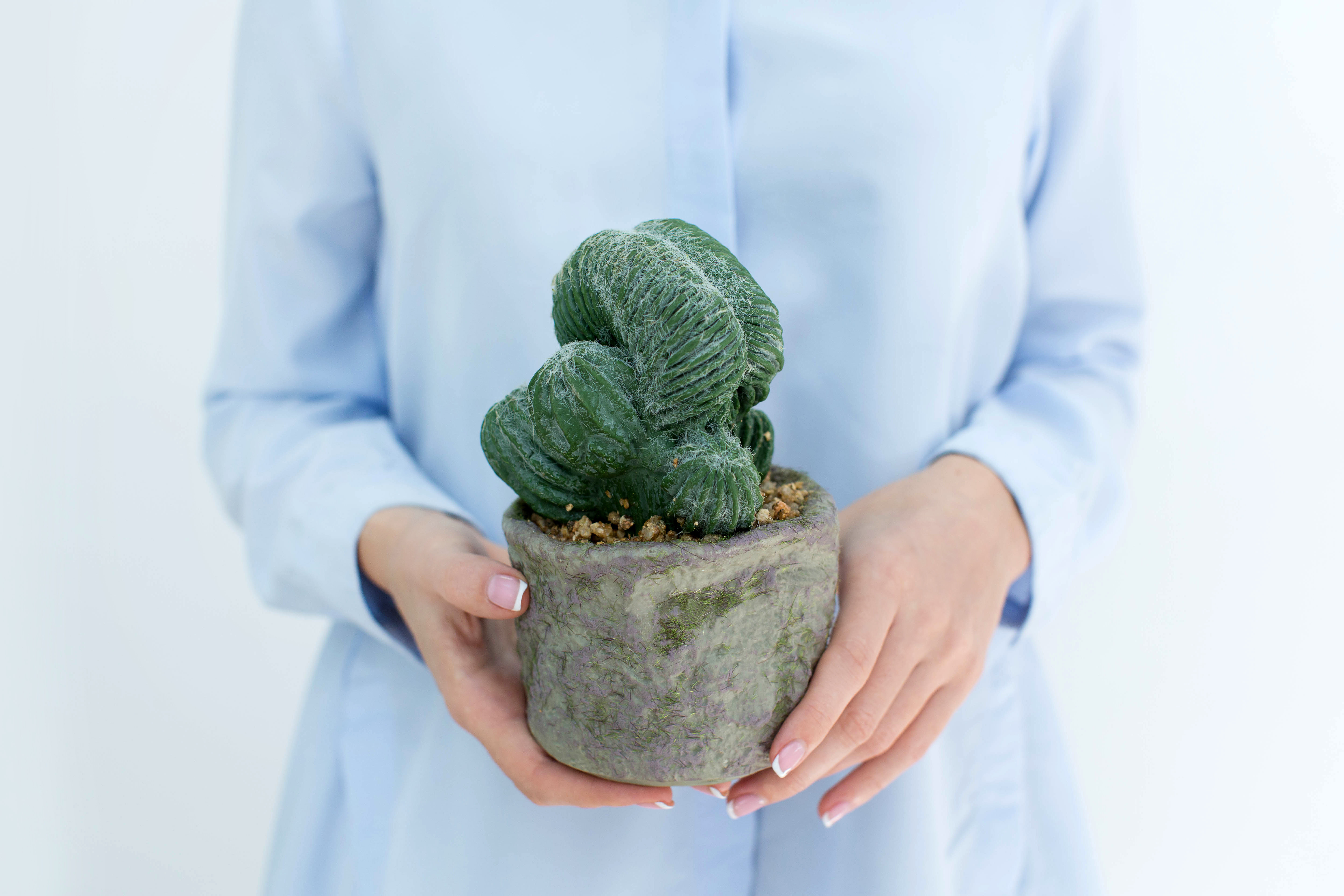 

Кактус вид 3 (Полаския Чичипе) - Зеленый Real Touch (Ca-17,5-PVC-1299)