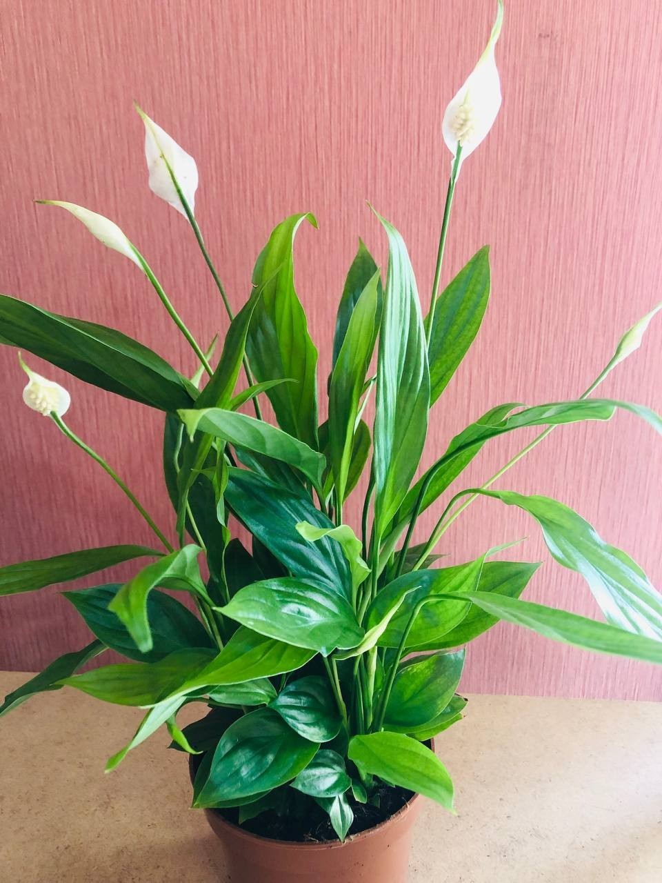 Спатифиллум (Spathiphyllum), горшок 12