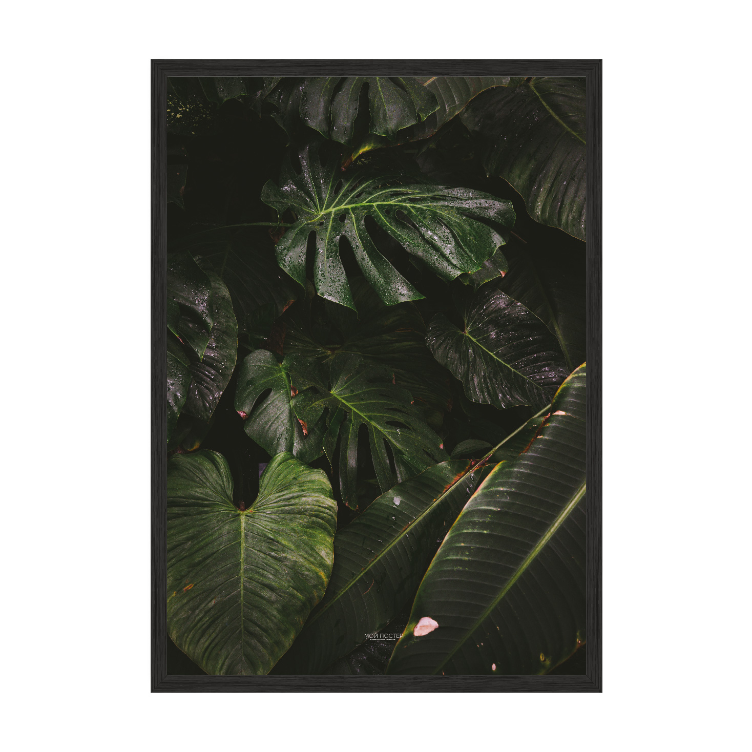 

Постер "Green leaves" с антибликовым стеклом 420x594 мм в чёрной рамке