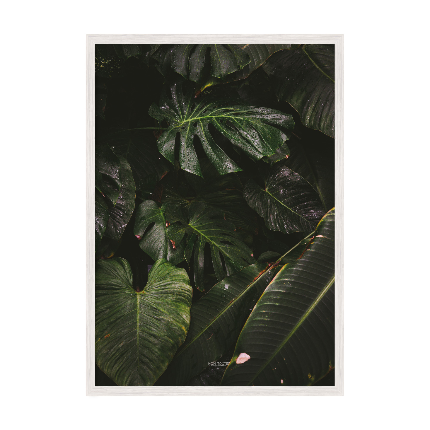 

Постер "Green leaves" без стекла 596x840 мм в белой рамке