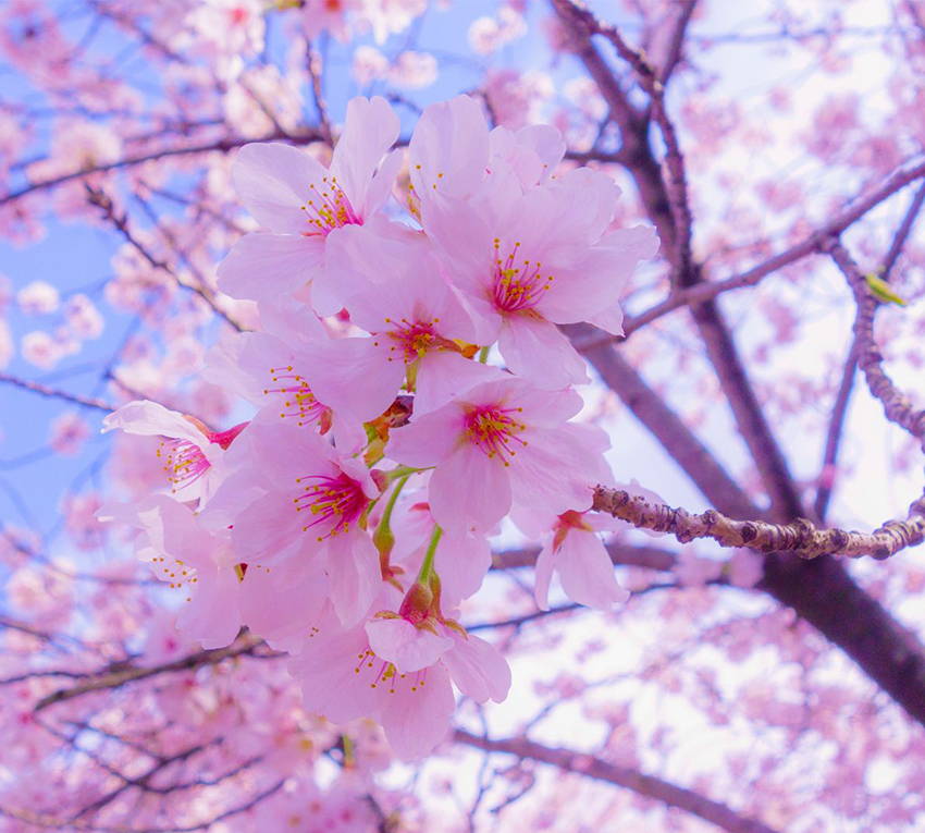 

Фотообои бумажные DeCors Цветение сакуры 300x270 см 3 сегмента (151048)