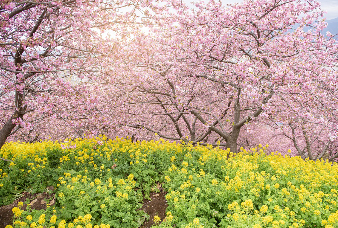 

Фотообои бумажные DeCors Желтый луг 400x270 см 4 сегмента (151078)