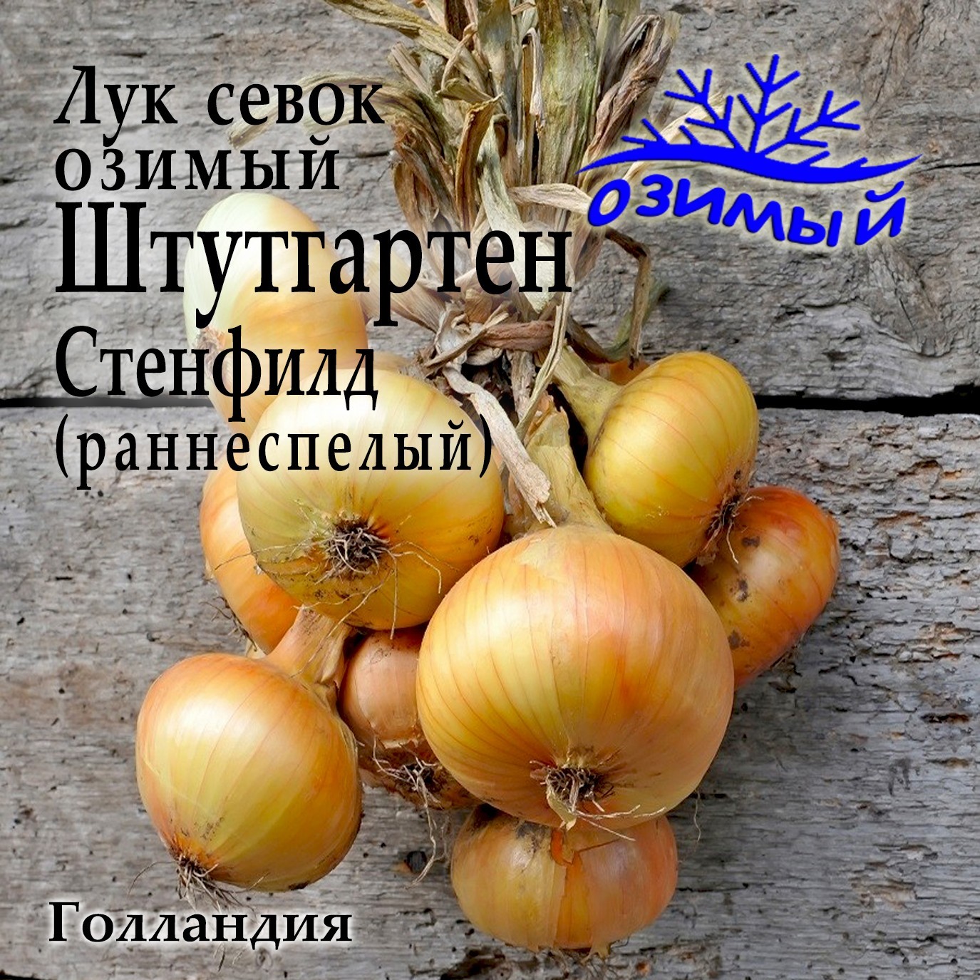 Лук севок Трой на посадку зимой Россия 1 кг Лукаморе 100813020 купить за 555 ₽ в