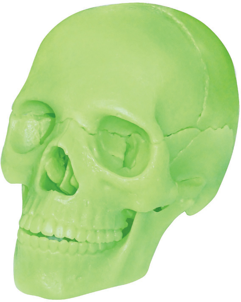 

Объемная анатомическая модель 4D Master Череп человека светящийся (FM-626113) (4894793261139)