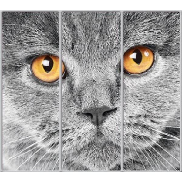 

Шкаф купе Стандарт 1 Фотопечать Животные-8 2300x2300x600 двухдверный Matroluxe