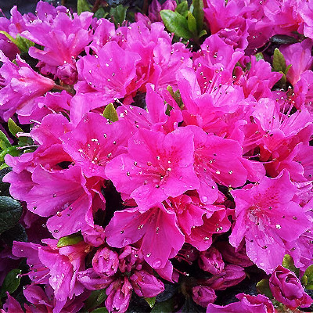 Азалия японская Гейша Пурпл укорененный черенок Azalea (Rhododendron)  japonica Geisha Purple – фото, отзывы, характеристики в интернет-магазине  ROZETKA от продавца: Цвітуля | Купить в Украине: Киеве, Харькове, Днепре,  Одессе, Запорожье, Львове