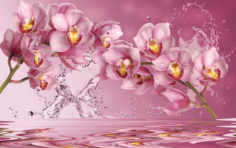 

Фотообои WS Wallpaper Орхидеи на воде 301*265 (35087) Песок