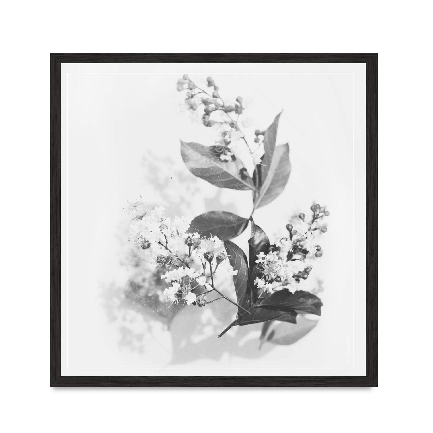 

Постер "Flowers 02" без стекла 60 x 60 см в чёрной рамке