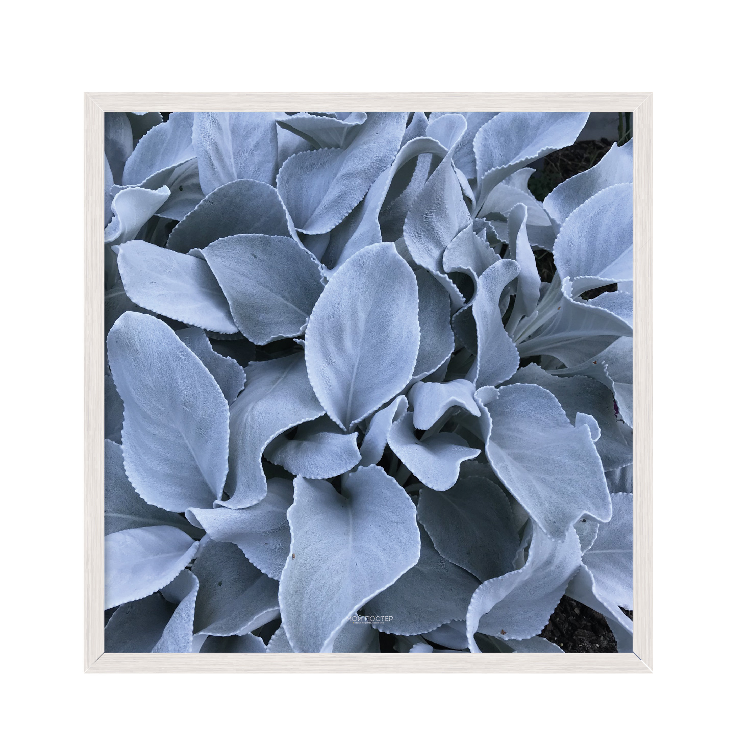 

Постер "Flowers" с антибликовым стеклом 30 x 30 см в белой рамке