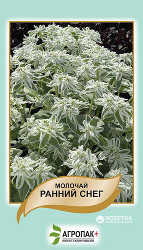 Молочай окаймленный Legutko Ранний снег (Euphorbia marginata) 20 шт ...