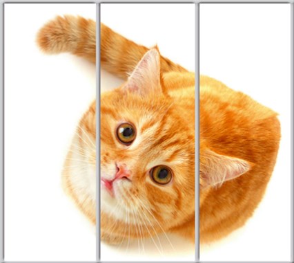 

Шкаф купе Luxe Studio Стандарт-1 Фотопечать Животные-57 2100x2000x600 трехдверный