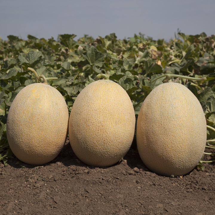 Семена дыни КС 6150 F1 100 семян, KITANO SEEDS – низкие цены, кредит ...