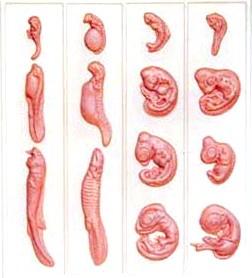 

Модель Эмбриональное развитие животные Pink
