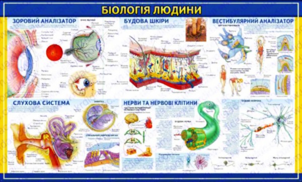 

Стенды по биологии Биология человека 4 White