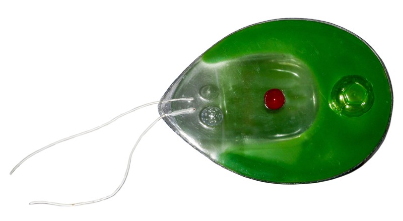 

Модель Хламидомонада Green