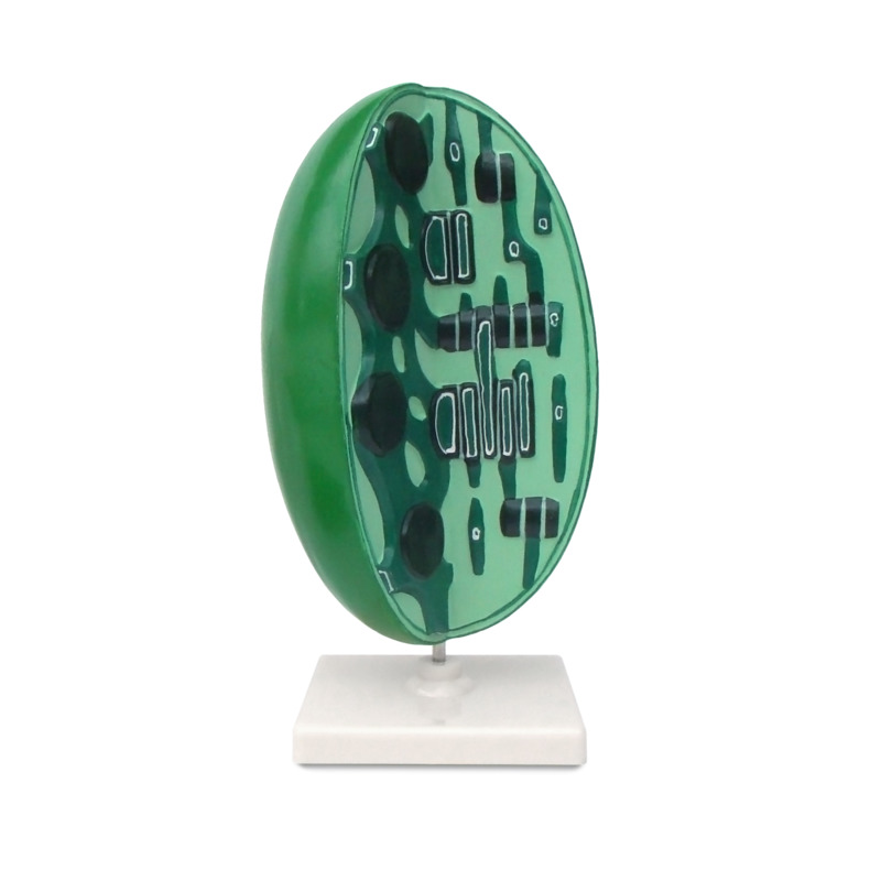 

Модель Хлоропласт Green