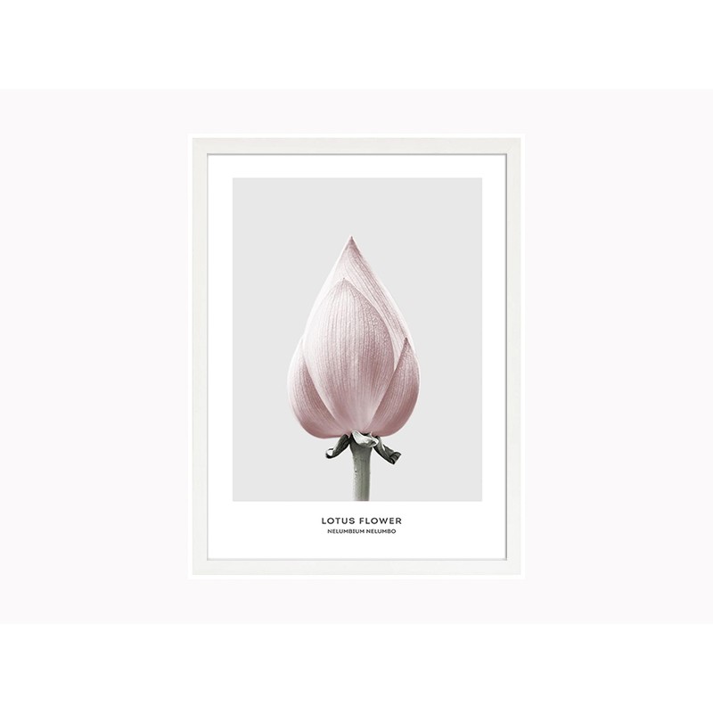 

Постер в рамі Мако-декор Лотос 29.7 х 42