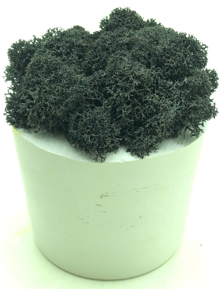 

Стабилизированный мох SO Green Соу Грин черный в горшке из гипса (00152)