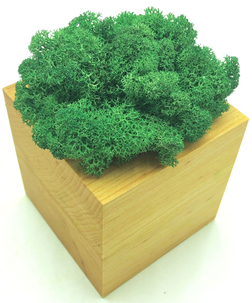 

Стабилизированный мох SO Green Соу Грин темно-зеленый в деревянном горшке 8×8 см (00278)
