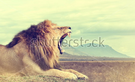 

Фотообои Сhameleons Лев (367384340)
