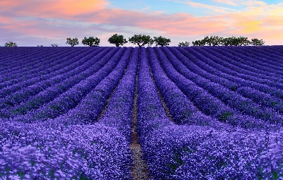 

Фотообои Сhameleons в стиле прованс (11)