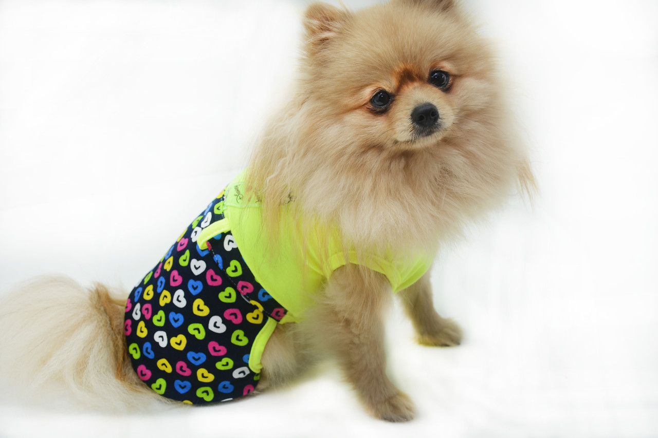 

Комбинезон для собак Bingo трикотажный Радуга Желтый