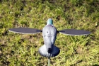 Чучело вяхиря Mojo Pigeon - изображение 3