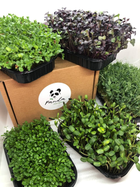 Набір для вирощування мікрозелені Panda microgreen на 7 врожаїв (ТОП 7 видів культур)