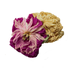 Пион (цветы) 1 кг - изображение 1