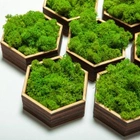 Стабилизированный мох ягель Nordic moss Зеленый травяной светлый 5 кг - изображение 3